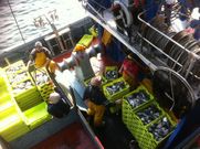 ...Descarga de sargo en Linares Rivas