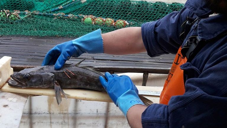 Un palangrero de capital gallego pesca en Argentina una merluza liberada hace 13 años