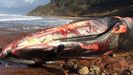 Aparece una ballena muerta en Arenal de Mors