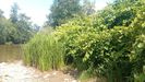 Bambú japonés en el Sella