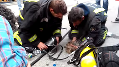 Los bomberos de Ordes logran reanimar a una perrita
