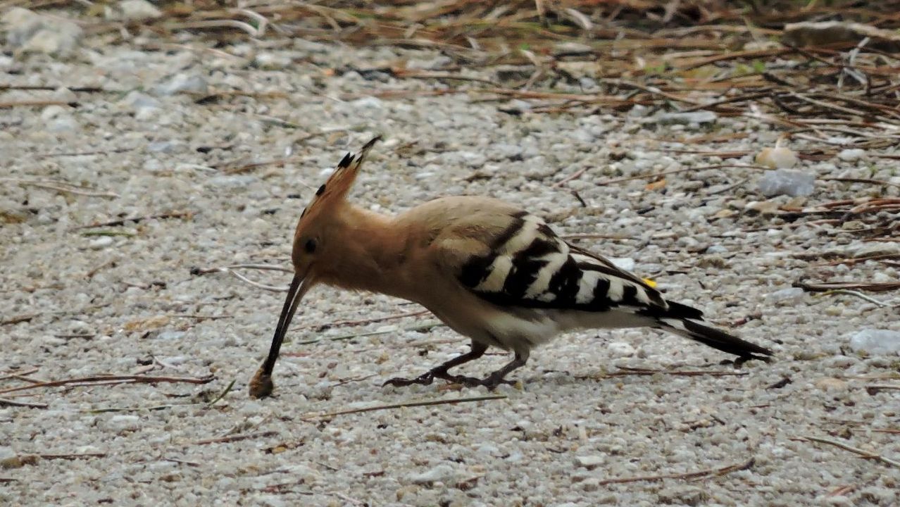 La mayor amenaza se llama Big One.La ministra de Sanidad durante la inauguraci�n del Congreso Mundial de Veterinaria, en Barcelona
