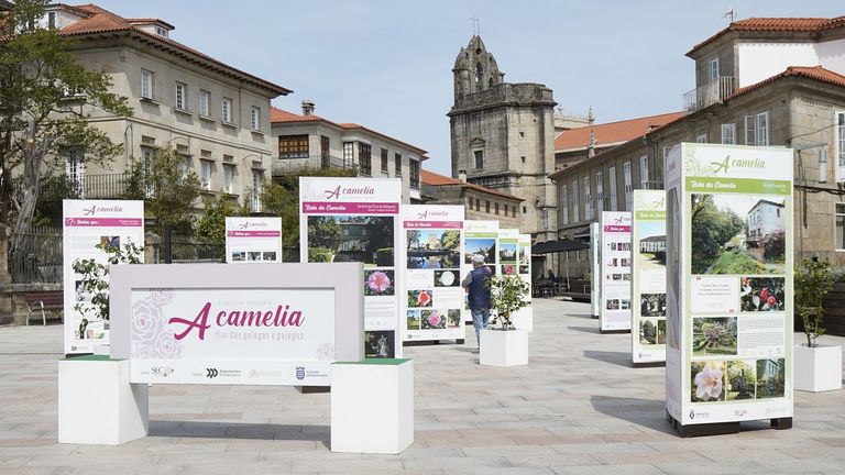 A Sociedad Española de la Camelia celebra un cuarto de século de existencia
