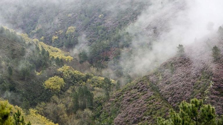 La difícil lucha contra la expansión de las mimosas en O Courel