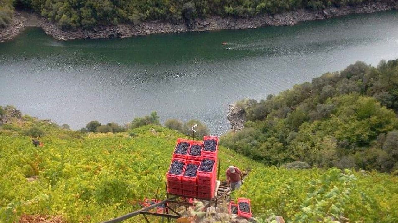 Viedos de Bodega Rgoa en Amandi, donde se grabar una parte del documental