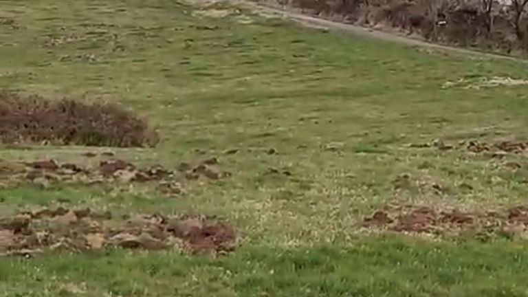 Dos años con ataques de jabalí a prados de Abadín: <span lang=