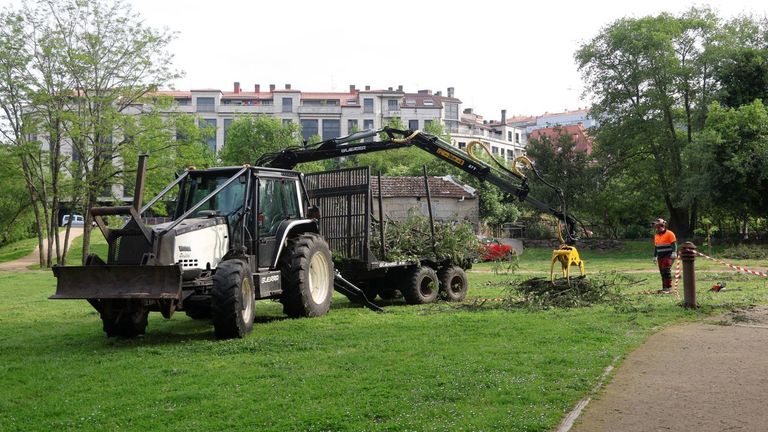 Retirada de árboles caídos, podas y talas ponen a punto la senda del Gafos, en Pontevedra