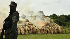 La fiebre del marfil amenaza a los elefantes africanos