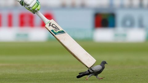 Un jugador de criquet trata de ahuyentar a una paloma durante un partido en Birmingan
