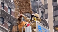 Plaga de abejas en Times Square en Nueva York