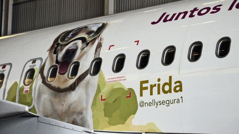 Una aerolnea mexicana dedica uno de sus aviones a Frida, la perra que particip en los rescates de numerosas personas durante el terremoto de Mxico