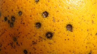 Piel de una naranja afectada por mancha negra