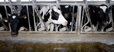 Las vacas lucenses son de una excelente calidad. 