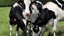 Vacas de raza Frisona en una ganadera del concejo de Llanera (Asturias)