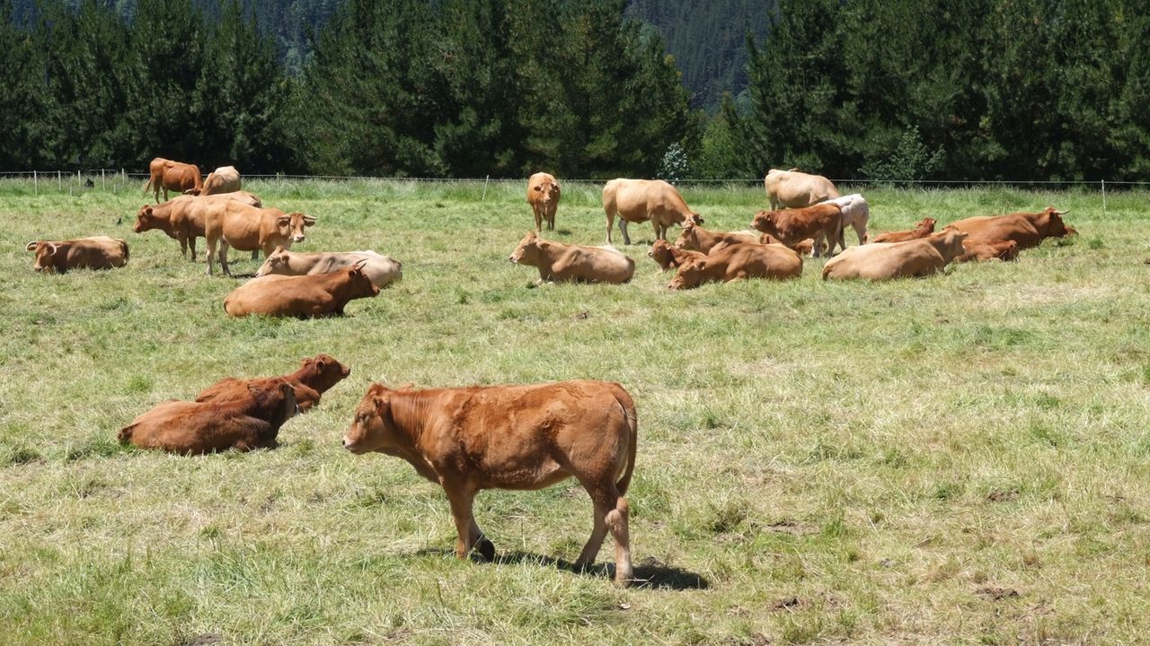 Varios proyectos urbanísticos coinciden en el Alto de Perillo.El bajo comercial en el que abría la emblemática pastelería Ramos se ha rebajado un 30% y ahora se alquila por 650 euros al mes