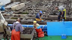 Trabajadores en una batea de la ra de Arousa, donde se concentran buena parte de los ms de 3.300 criaderos flotantes de mejilln de Galicia