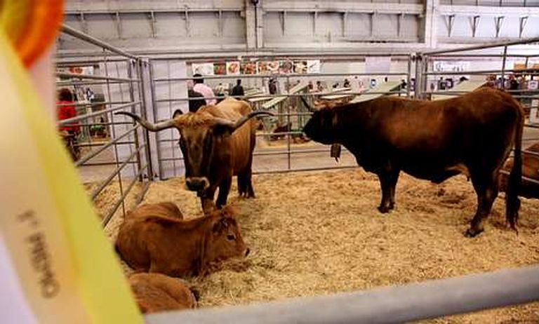 Un ejemplar de la ganadería Cimadevila, de Montederramo, se llevó el primer premio en raza vianesa.