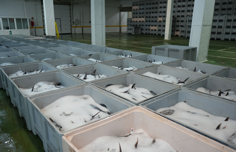 Bonito del Norte, foto de archivo