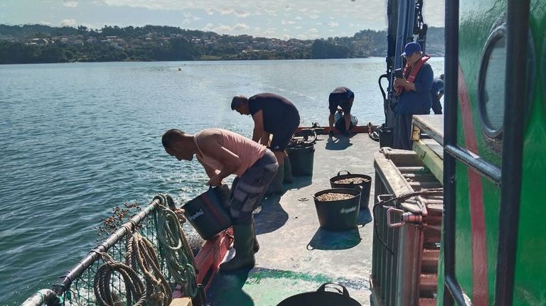 Las cofradías de la ría de Pontevedra sembrarán 1,7 millones de almejas que se podrán recoger en el 2028