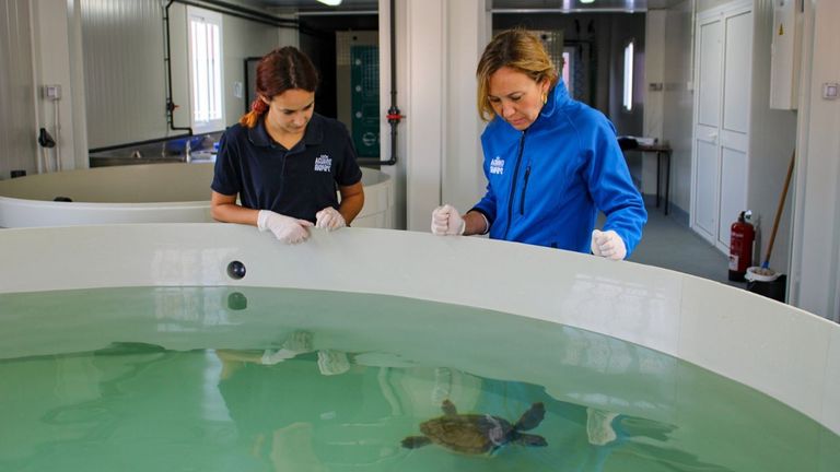 Investigadores se muestran extrañados por la llegada de ejemplares de tortuga boba a las costas asturianas