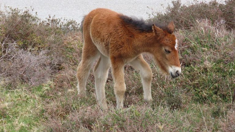 Investigado por maltrato animal al dejar sin alimento y sin agua a varios caballos en Mondoñedo