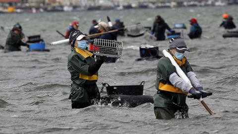 Son mujeres la mayoría de los 3.700 mariscadores de a pie gallegos y rondan los 5.000 los que faenan a flota