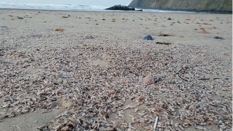 Millones de anfpodos cubren la playa de Xag, en Gozn