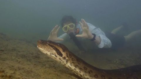 Encuentran una nueva especie de Anaconda de 8 metros y 500 kilos