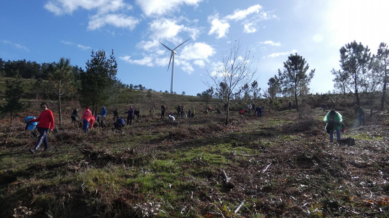 O carballo senlleiro de Pousada de Mariz amosa en inverno o xeito libre e sinuoso de medrar das sas plas
