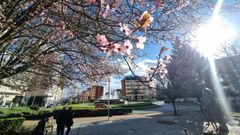 Flores en los árboles de Lugo en pleno febrero, como en Fonte do Rei
