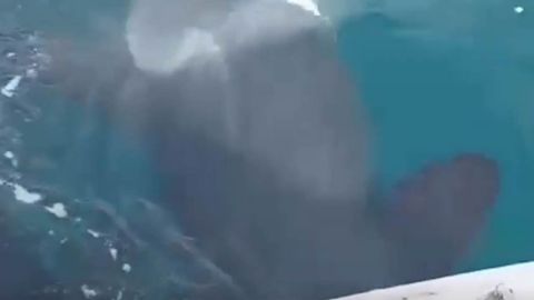 Cuando las orcas desvían tu camino: así arrastran a un velero en A Coruña