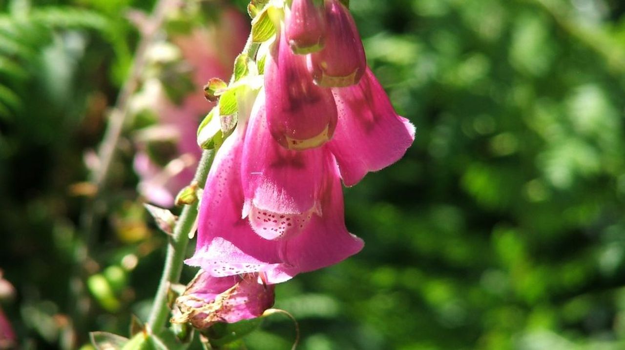 La campanilla, una flor a la vez medicinal y venenosa