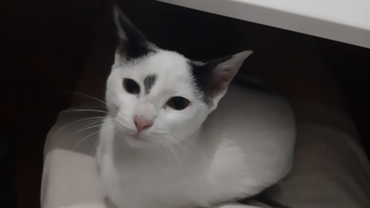 Las imágenes del congreso provincial del PSOE de Lugo.Gato, el felino rescatado de un tejado de Sarria y devuelto a su familia gracias a la colaboración entre los vecinos