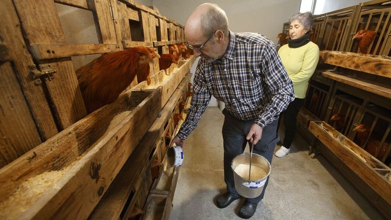 El capón de Vilalba se cría menos, pero mantiene su precio: «Véndese ben sempre»