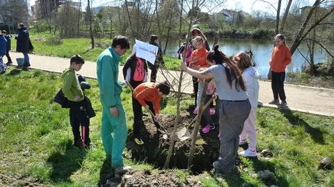 Plantacin de rbores organizada polo Concello de Monforte no paseo fluvial, entre os barrios de Cobas e A Pinguela
