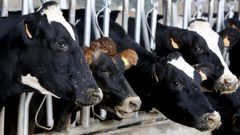 Un grupo de vacas frisonas de una granja gallega, donde el modelo es totalmente opuesto al que quieren implantar las macrogranjas
