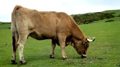 Vaca asturiana