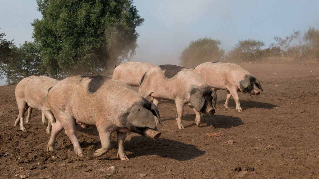Jane Goodall hace un llamamiento en el D�a de la Tierra.Aedes albopictus