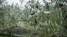 La xylella fastidiosa diezmó muchos olivares a lo largo de Europa 