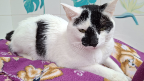 Uno de los animales en adopcin del Centro de Proteccin Animal de Gijn