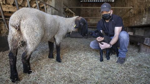 Fernando Prez, con sus ovejas de raza suffolk