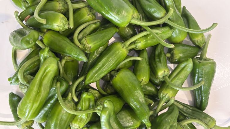 Los pimientos tipo Padrón llegan a cuentagotas al mercado por la falta de calor
