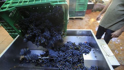 Entrada de uva, la pasada vendimia, en una bodega de la subzona de Chantada