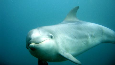 Aos atrs un delfn se instal en A Maria lucense, donde interactuaba con pescadores, buceadores y gente desde los muelles