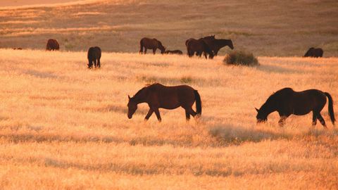 Los caballos salvajes del desierto de Namibia son una de las especies amenazadas: hienas y sequías los han reducido a solo 74 ejemplares.