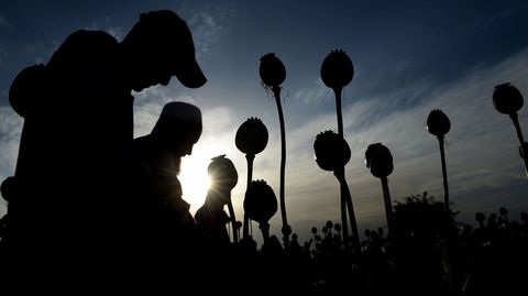 Granjeros afganos extraen savia de opio de un campo de amapolas en Nangarhar