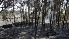 Monte de Rianxo afectado por un incendio en el 2019 