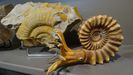 Fauna del Paleozoico. El museo geológico de Quiroga cuenta con una serie de réplicas de fósiles de moluscos del Paleozoico que son utilizadas como materiales educativos, sobre todo en las visitas de grupos escolares. El centro adquirirá más materiales de este tipo de cara a su reapertura