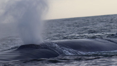 Avistan cuatro ballenas azules en las proximidades del Cabo Fisterra
