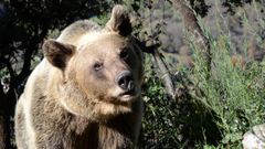 Una investigacin pionera sobre los osos del rea cantbrica y la montaa lucense